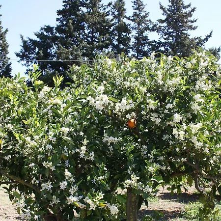 Domu Incantada Muravera