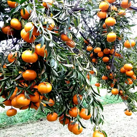 Domu Incantada ホテル 3*